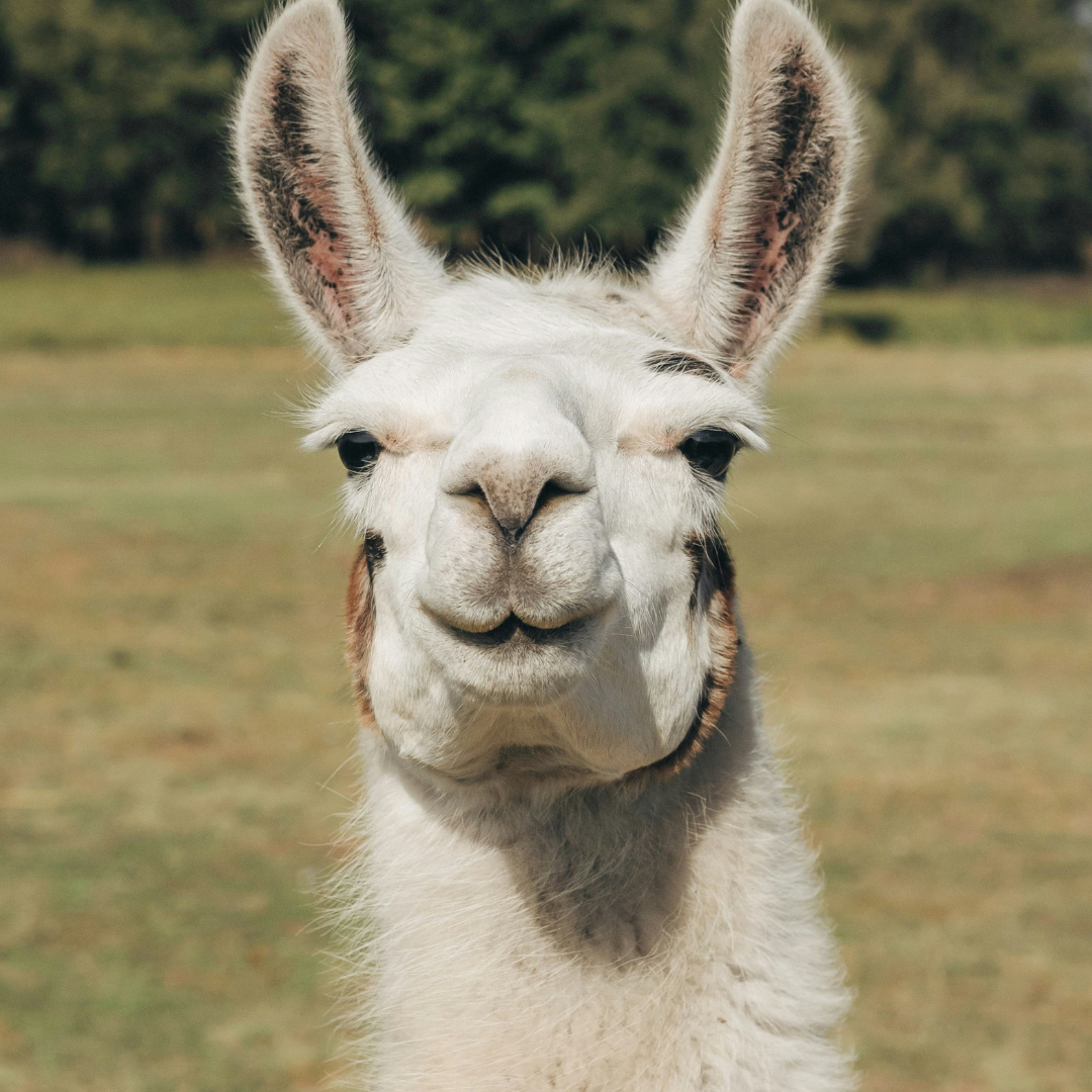 Alpaca Feed