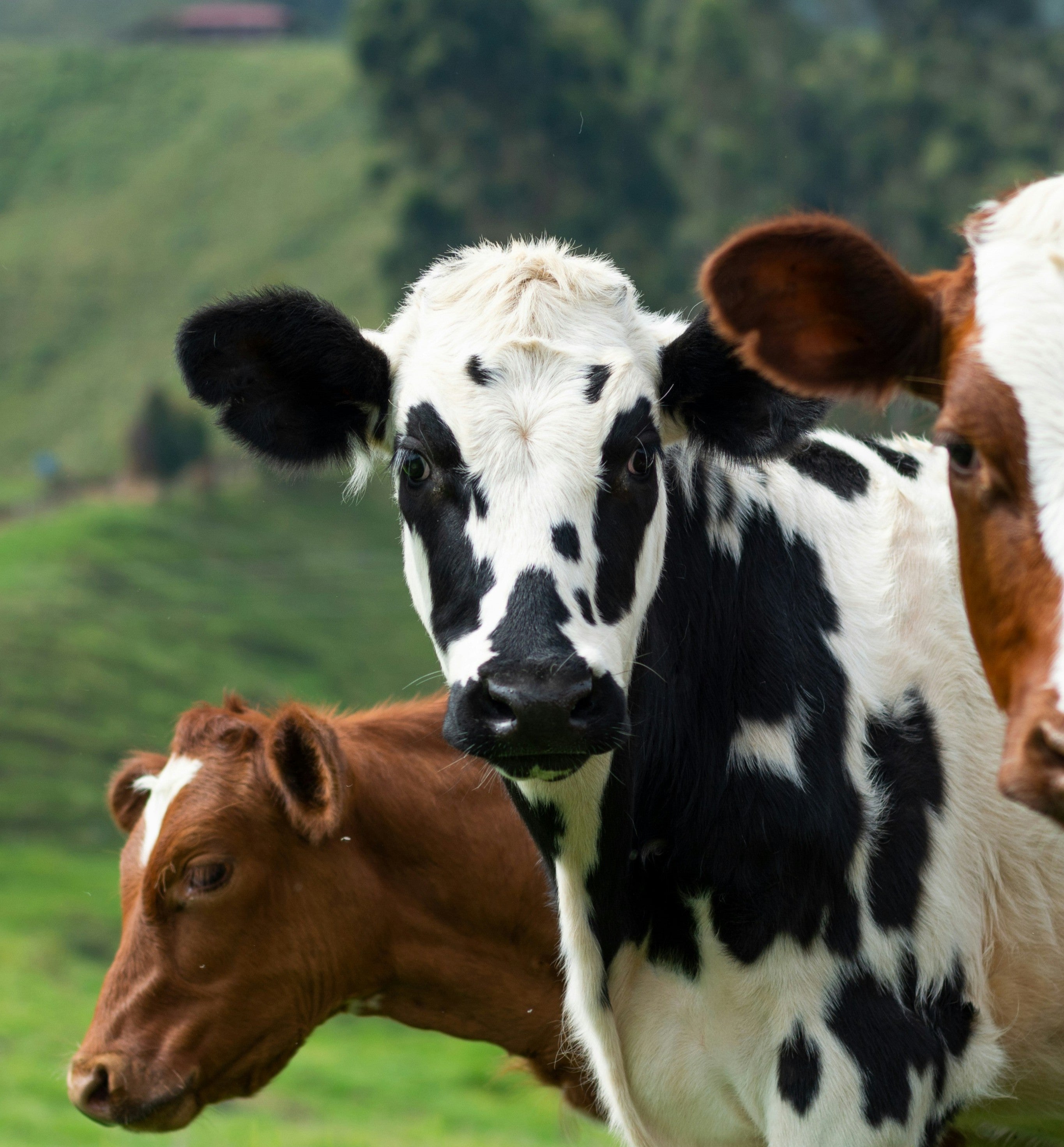 Cattle Feed