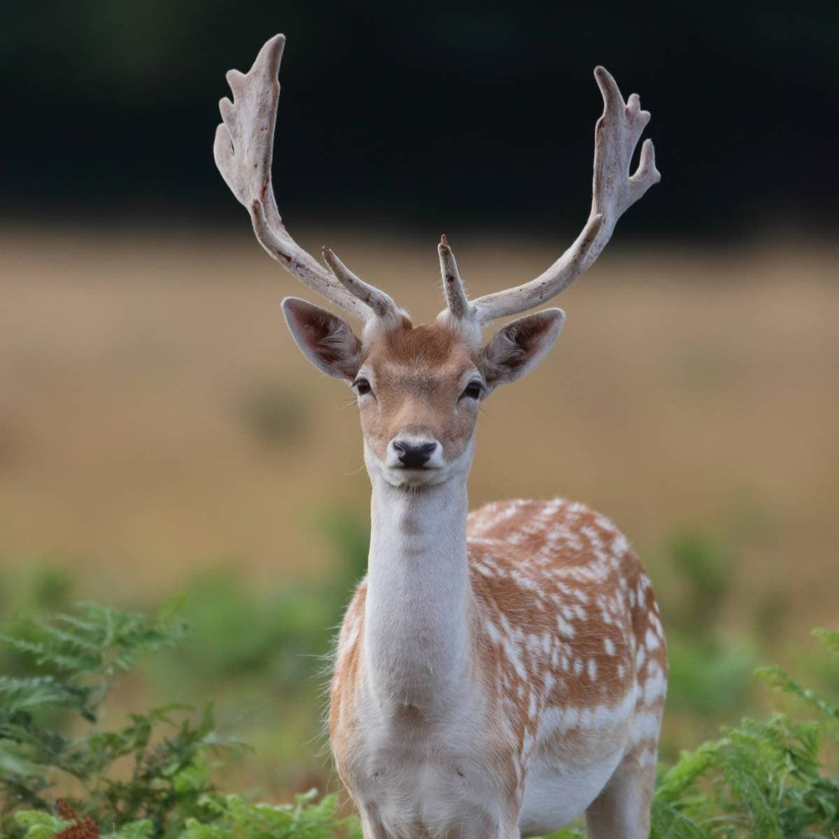 Deer Feed