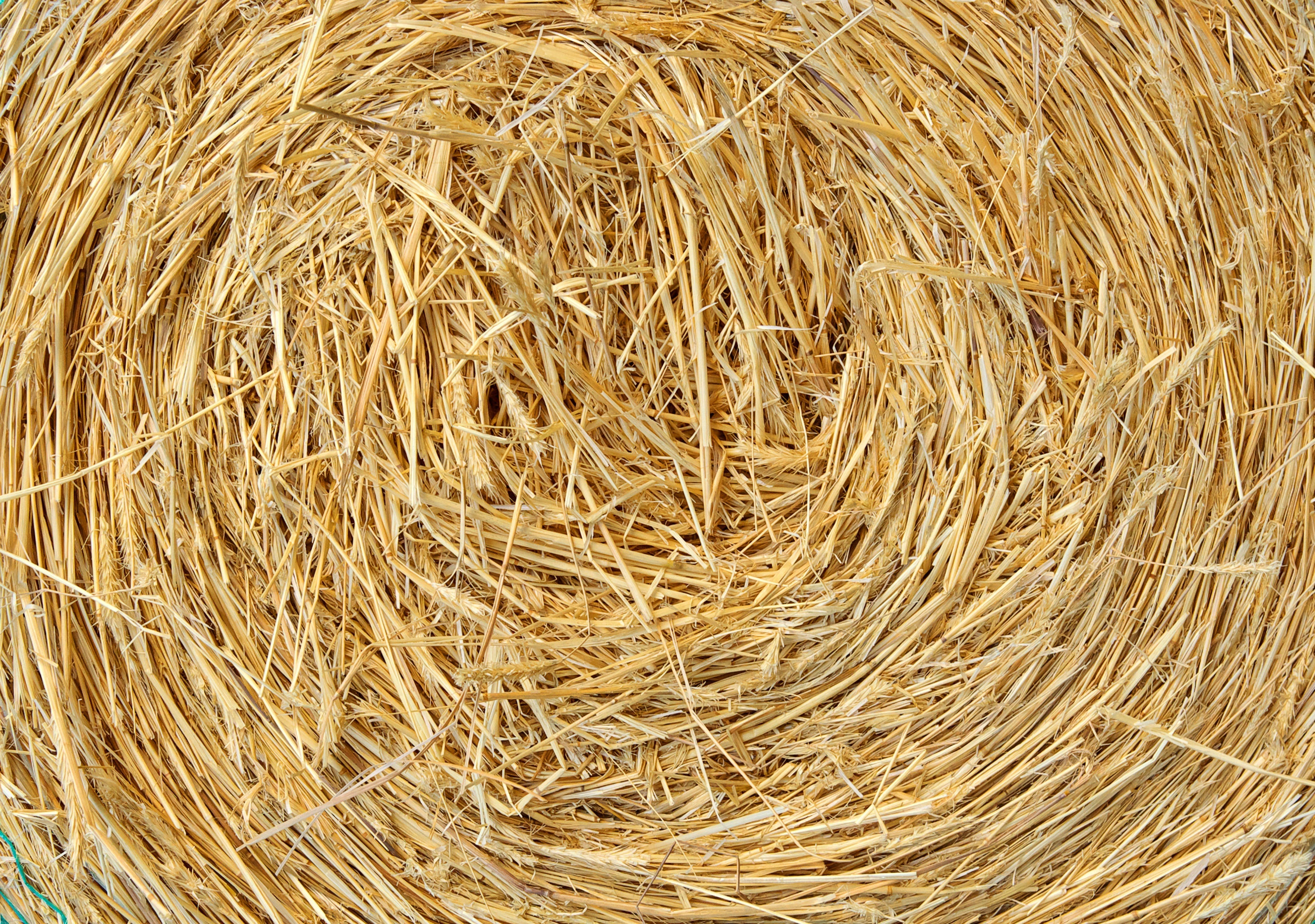 Grains & Roughage
