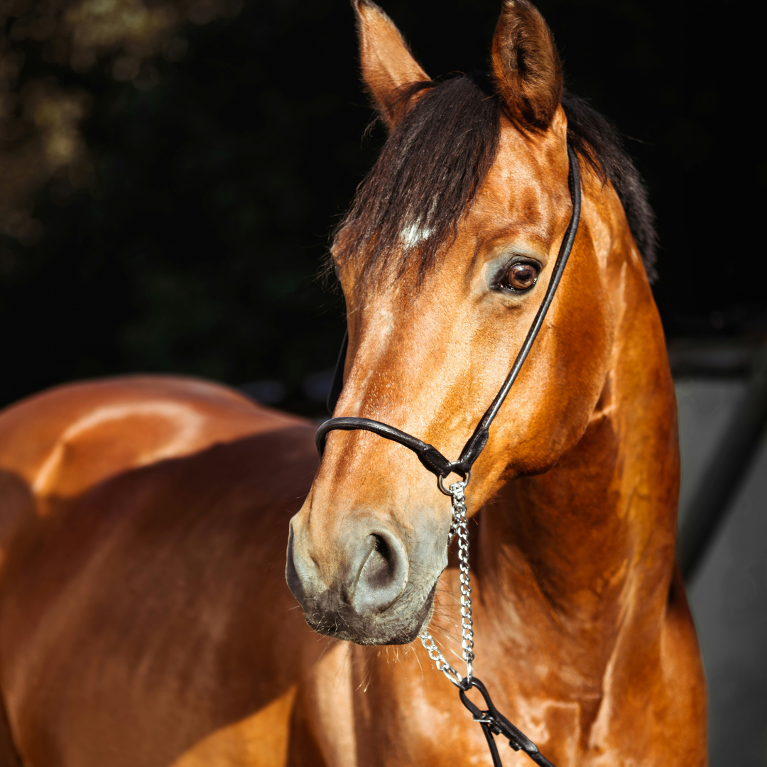Horse Feed
