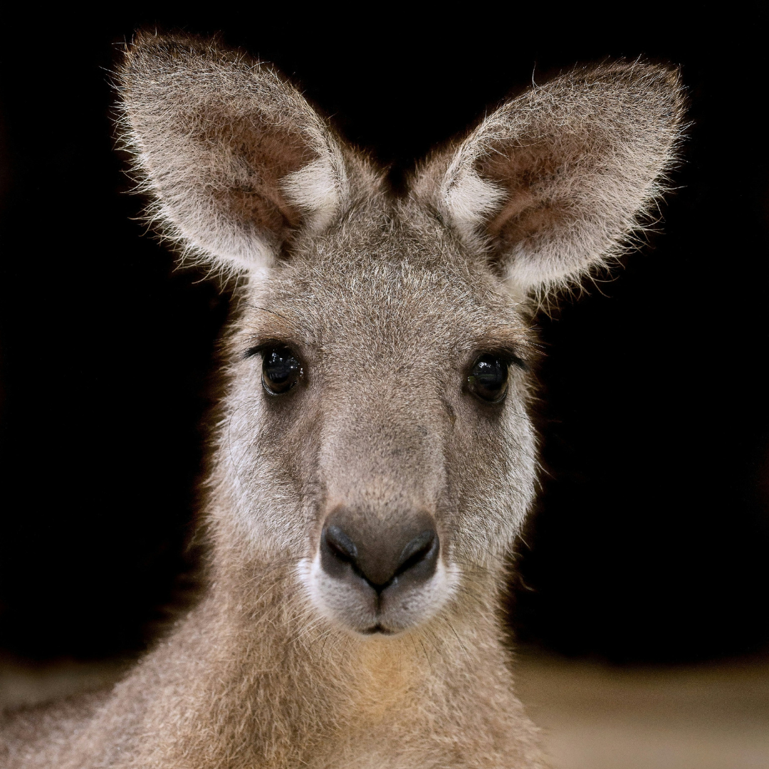 Kangaroo Feed