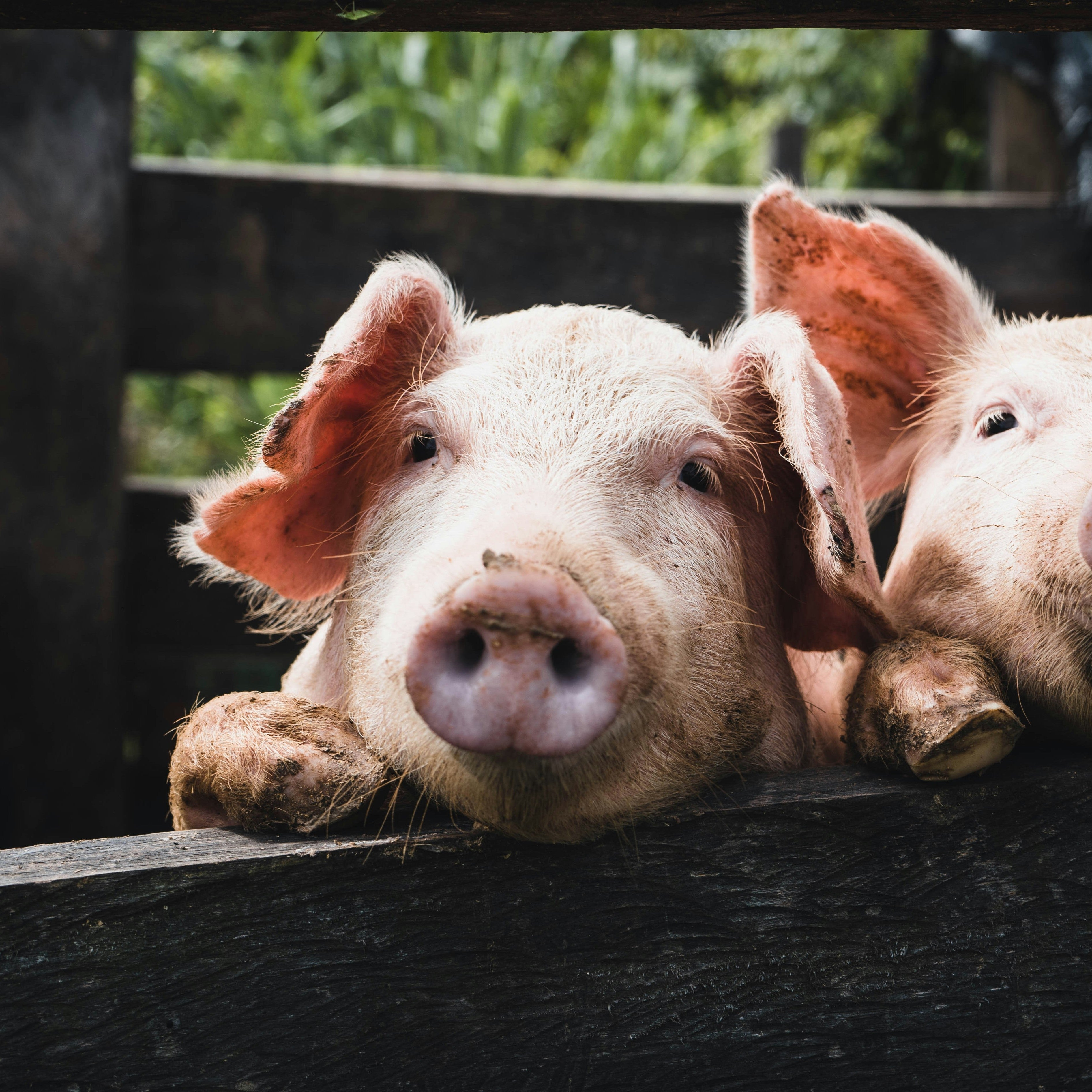 Pig Feed