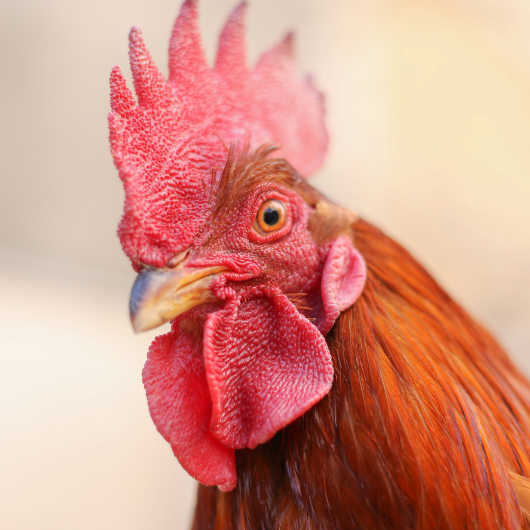 Poultry Feed