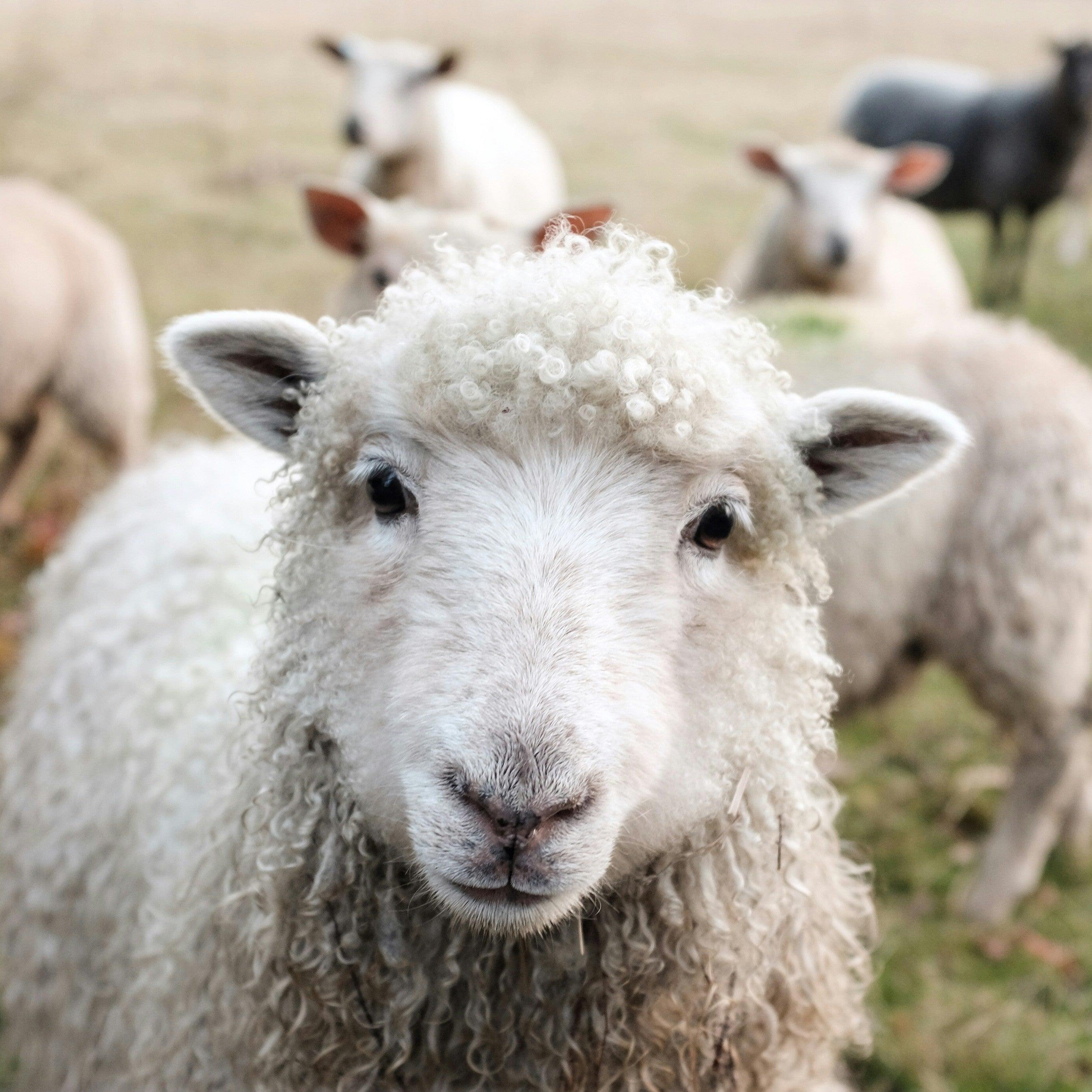 Sheep Feed