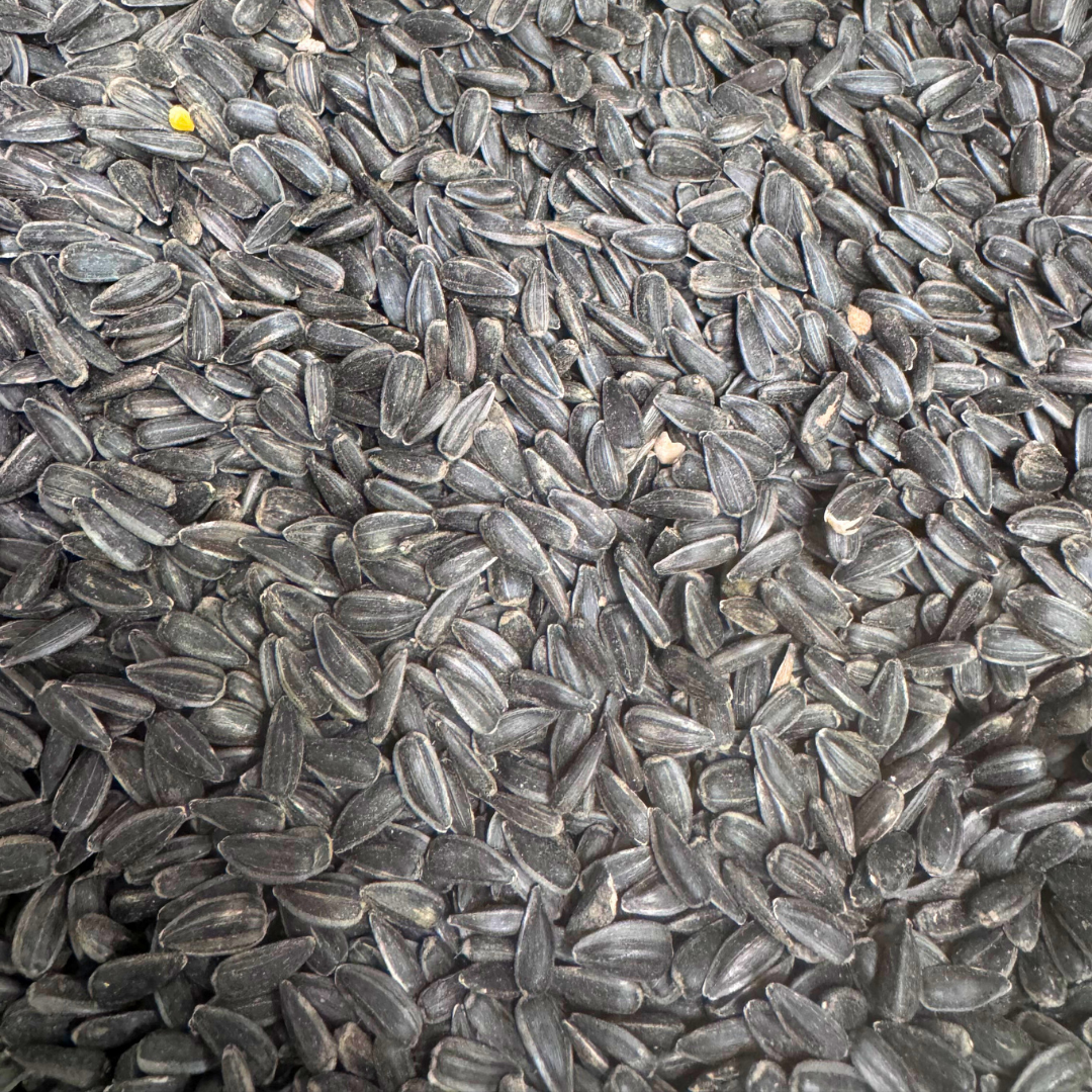 Black Sunflower Seeds