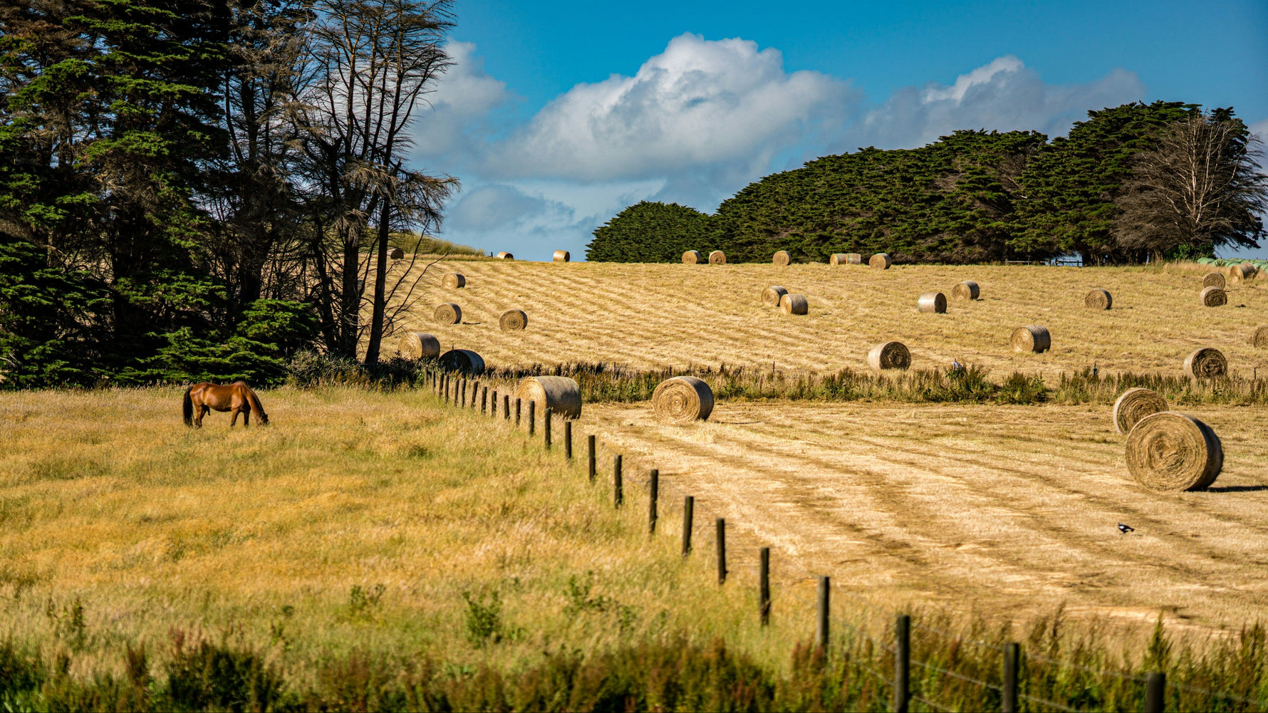 Hay bales in a field with trees and a blue sky