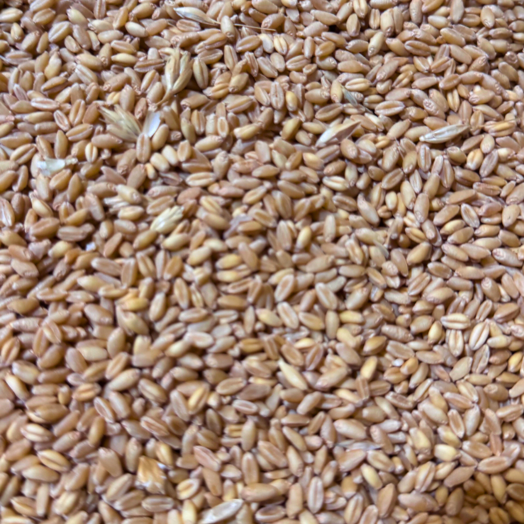 Wheat