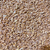 Wheat